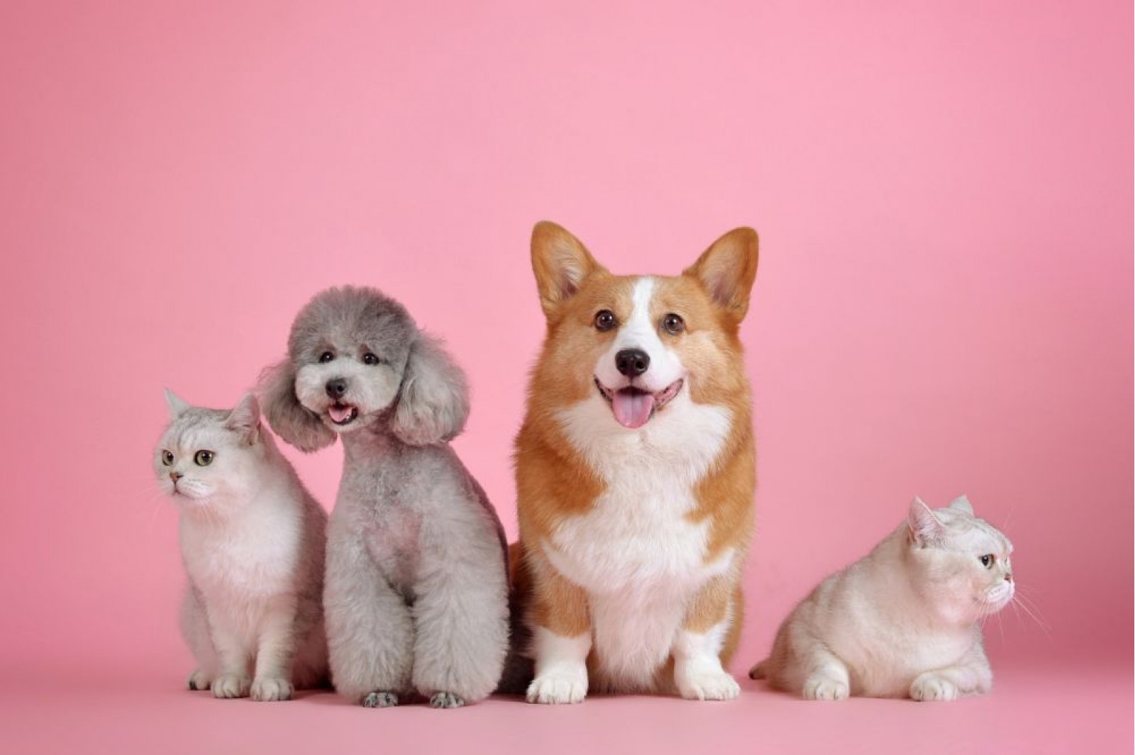 Compulsory registration of pets in Northern Cyprus 
