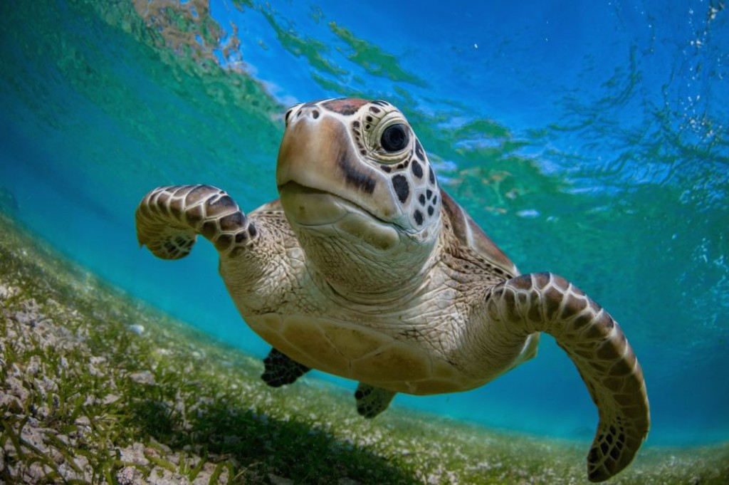 Where sea turtles nest in Northern Cyprus 