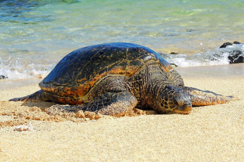 TOP-10 beaches in North Cyprus