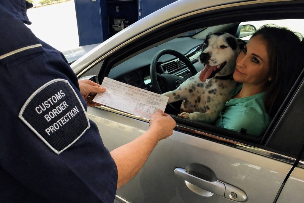 How to Bring a Cat or Dog to Northern Cyprus in 2026 — Rules and Required Documents