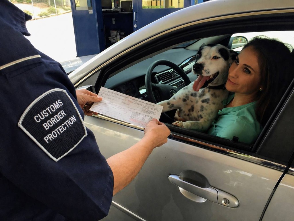 How to Bring a Cat or Dog to Northern Cyprus in 2026 — Rules and Required Documents